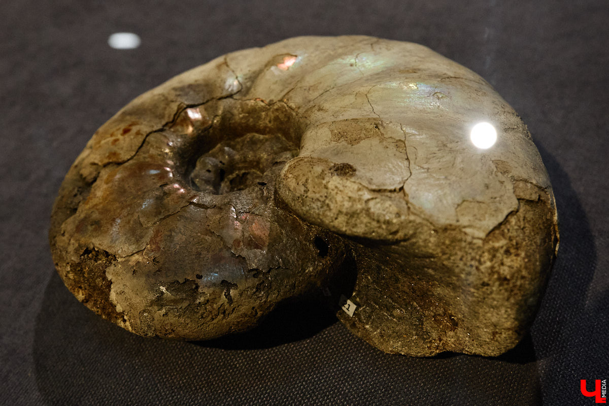 Владимирцам выпал уникальный шанс окунуться в далекое прошлое, за сотни миллионов лет до появления на земле человека. Машина времени работает в Музее природы, где представлены более 220 удивительных находок из каменноугольного, пермского, юрского и мелового периодов, многие из которых обнаружены на территории региона. Именно они послужили образованию известняка — символа владимиро-суздальского белокаменного зодчества.