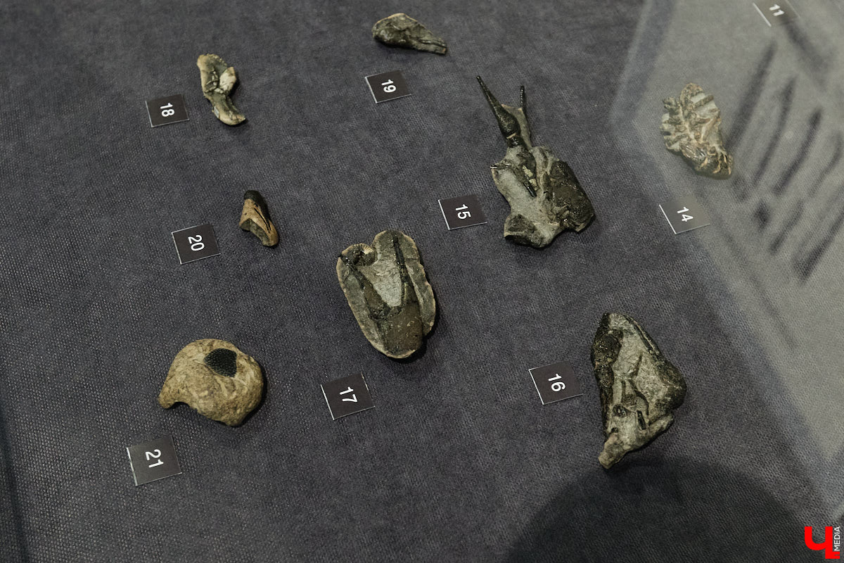 Владимирцам выпал уникальный шанс окунуться в далекое прошлое, за сотни миллионов лет до появления на земле человека. Машина времени работает в Музее природы, где представлены более 220 удивительных находок из каменноугольного, пермского, юрского и мелового периодов, многие из которых обнаружены на территории региона. Именно они послужили образованию известняка — символа владимиро-суздальского белокаменного зодчества.