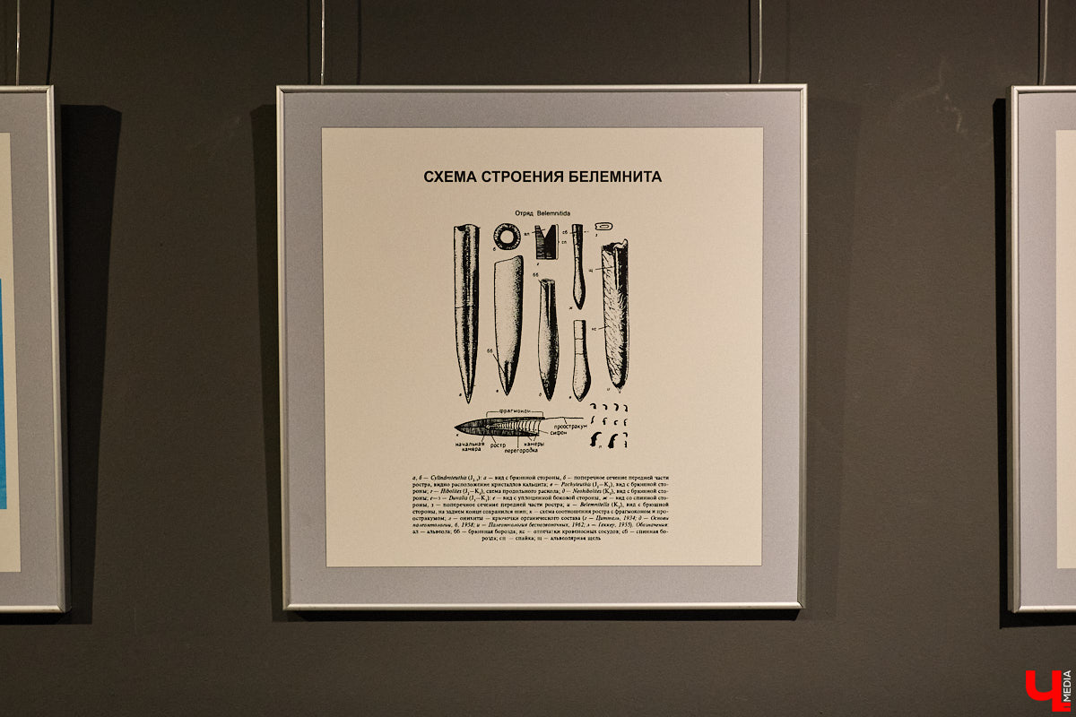 Владимирцам выпал уникальный шанс окунуться в далекое прошлое, за сотни миллионов лет до появления на земле человека. Машина времени работает в Музее природы, где представлены более 220 удивительных находок из каменноугольного, пермского, юрского и мелового периодов, многие из которых обнаружены на территории региона. Именно они послужили образованию известняка — символа владимиро-суздальского белокаменного зодчества.