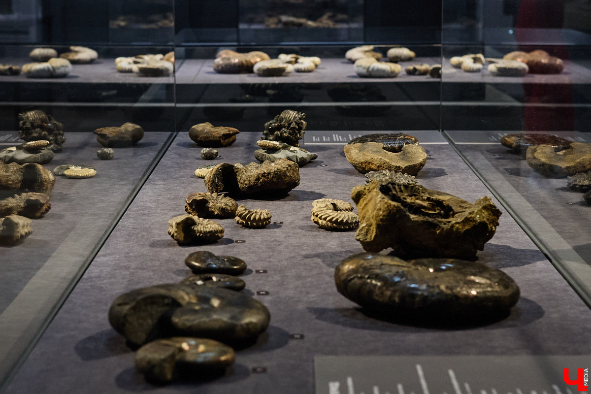 Владимирцам выпал уникальный шанс окунуться в далекое прошлое, за сотни миллионов лет до появления на земле человека. Машина времени работает в Музее природы, где представлены более 220 удивительных находок из каменноугольного, пермского, юрского и мелового периодов, многие из которых обнаружены на территории региона. Именно они послужили образованию известняка — символа владимиро-суздальского белокаменного зодчества.