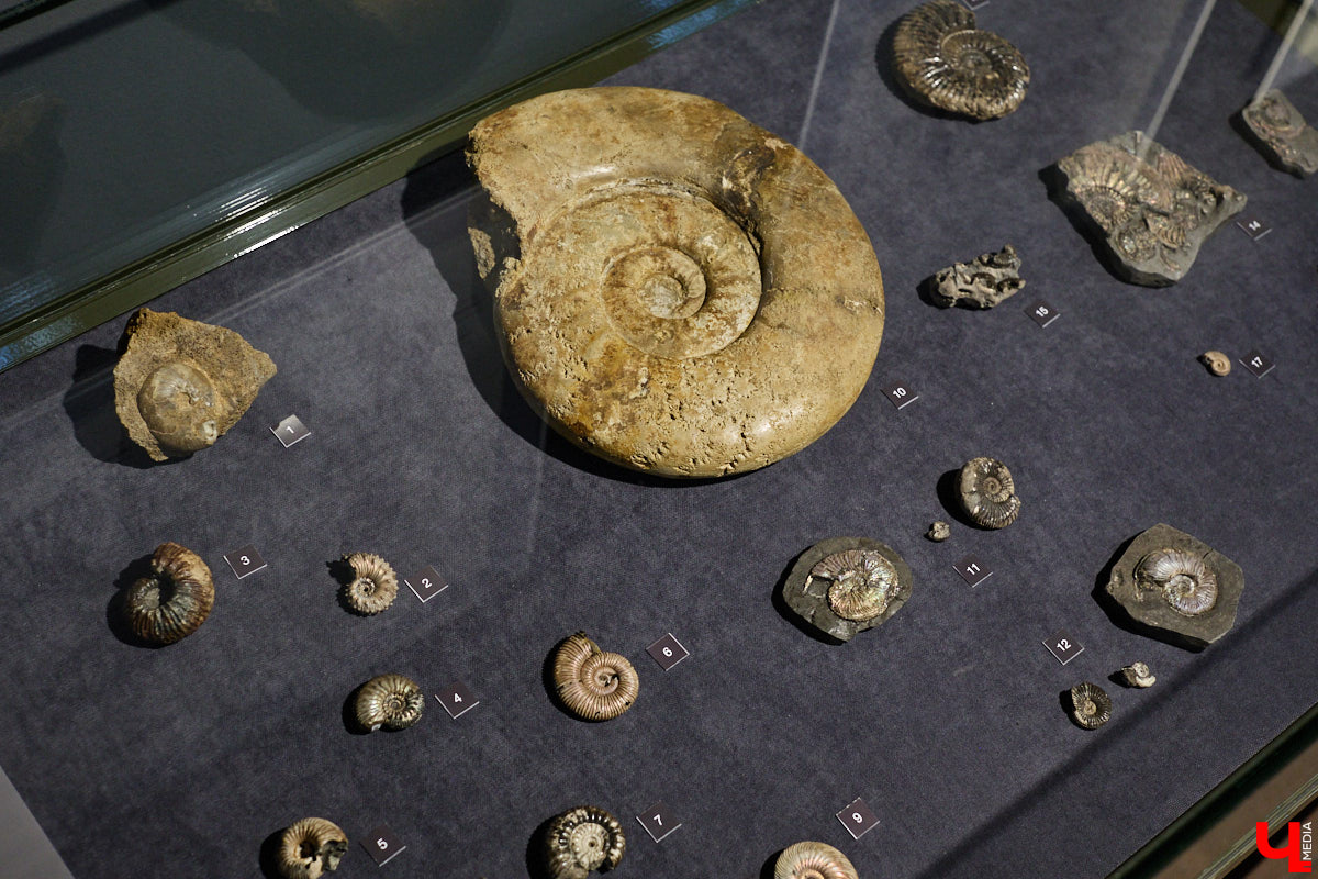 Владимирцам выпал уникальный шанс окунуться в далекое прошлое, за сотни миллионов лет до появления на земле человека. Машина времени работает в Музее природы, где представлены более 220 удивительных находок из каменноугольного, пермского, юрского и мелового периодов, многие из которых обнаружены на территории региона. Именно они послужили образованию известняка — символа владимиро-суздальского белокаменного зодчества.