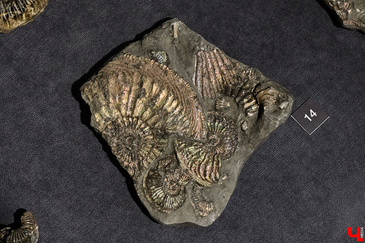 Владимирцам выпал уникальный шанс окунуться в далекое прошлое, за сотни миллионов лет до появления на земле человека. Машина времени работает в Музее природы, где представлены более 220 удивительных находок из каменноугольного, пермского, юрского и мелового периодов, многие из которых обнаружены на территории региона. Именно они послужили образованию известняка — символа владимиро-суздальского белокаменного зодчества.