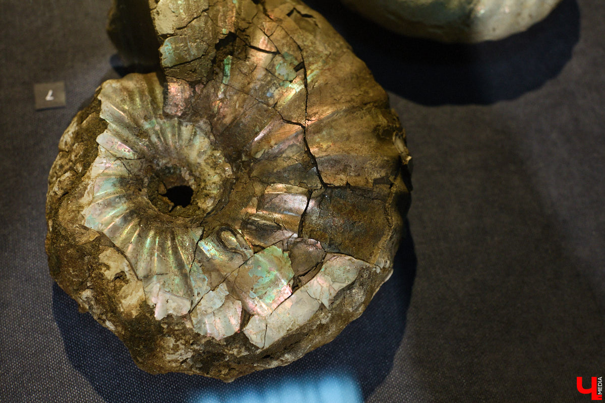 Владимирцам выпал уникальный шанс окунуться в далекое прошлое, за сотни миллионов лет до появления на земле человека. Машина времени работает в Музее природы, где представлены более 220 удивительных находок из каменноугольного, пермского, юрского и мелового периодов, многие из которых обнаружены на территории региона. Именно они послужили образованию известняка — символа владимиро-суздальского белокаменного зодчества.