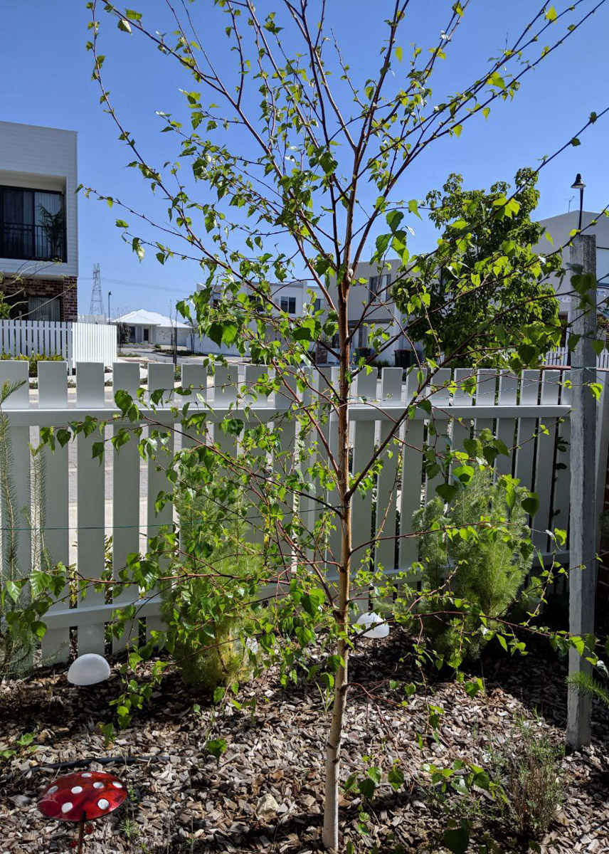 Жизнь на самом удаленном континенте планеты течет по своим правилам. Мы снова вышли на связь с инженером Александром Трушиным из Владимира, чтобы узнать, почему в Австралии больше нельзя запросто устроиться на работу и купить дом, зачем в жару лезть в сауну и как 8-летний мальчик, родившийся в Перте, сохраняет русскую душу с помощью песен Виктора Цоя.