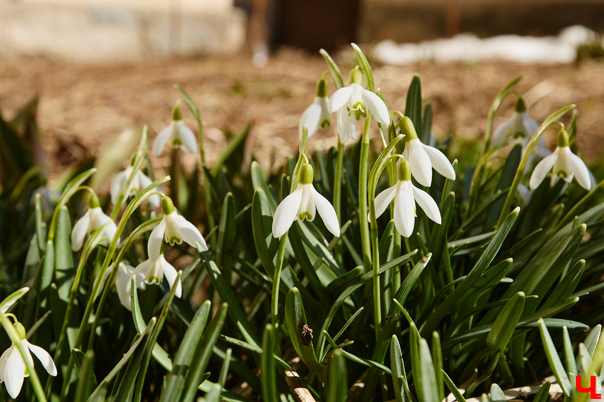Во Владимире наконец-то распустились подснежники. Нежные символы теплого времени года смело выглядывают на фоне сугробов. На солнечной стороне улиц уже можно встретить отдельные первоцветы, а где-то глаз радует настоящая сказочная полянка. «Ключ-Медиа» собрал самые красивые кадры «молочных цветов».