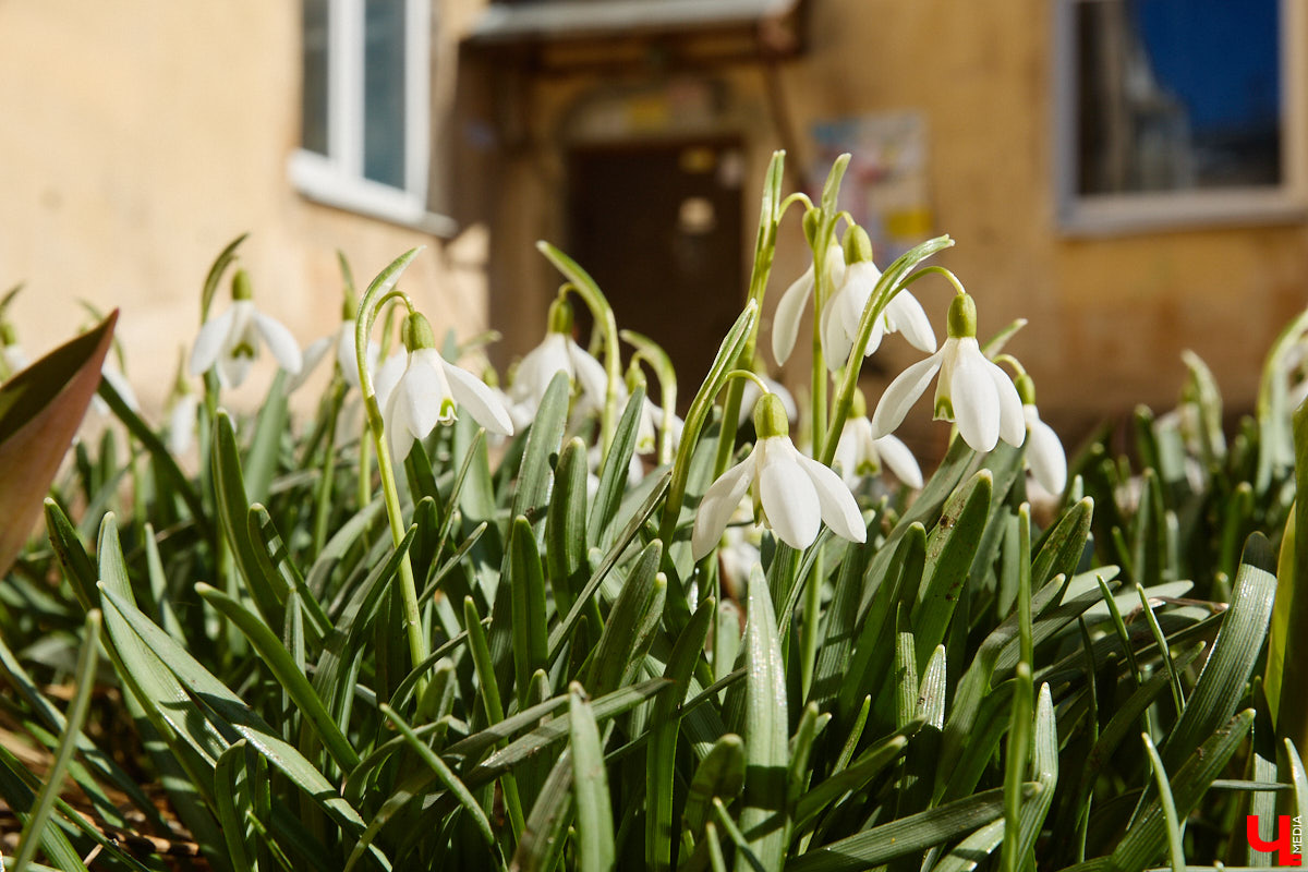 Во Владимире наконец-то распустились подснежники. Нежные символы теплого времени года смело выглядывают на фоне сугробов. На солнечной стороне улиц уже можно встретить отдельные первоцветы, а где-то глаз радует настоящая сказочная полянка. «Ключ-Медиа» собрал самые красивые кадры «молочных цветов».