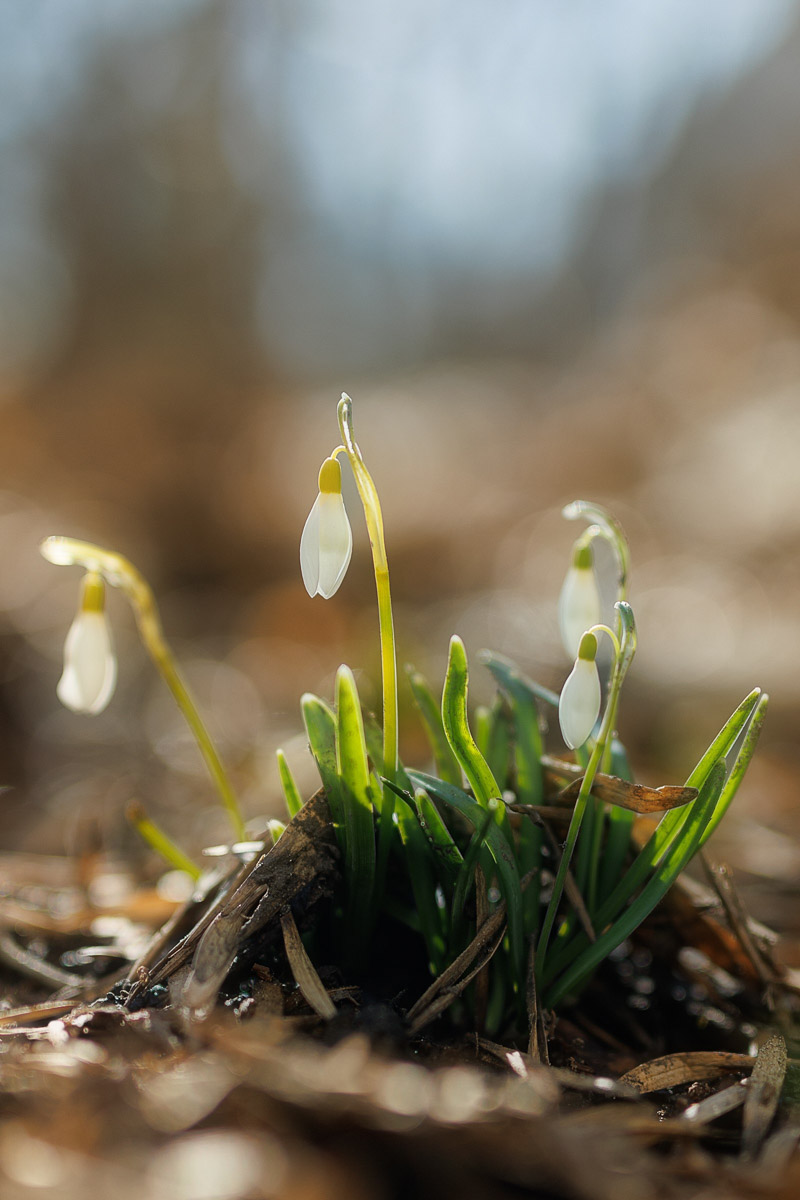 Во Владимире наконец-то распустились подснежники. Нежные символы теплого времени года смело выглядывают на фоне сугробов. На солнечной стороне улиц уже можно встретить отдельные первоцветы, а где-то глаз радует настоящая сказочная полянка. «Ключ-Медиа» собрал самые красивые кадры «молочных цветов».