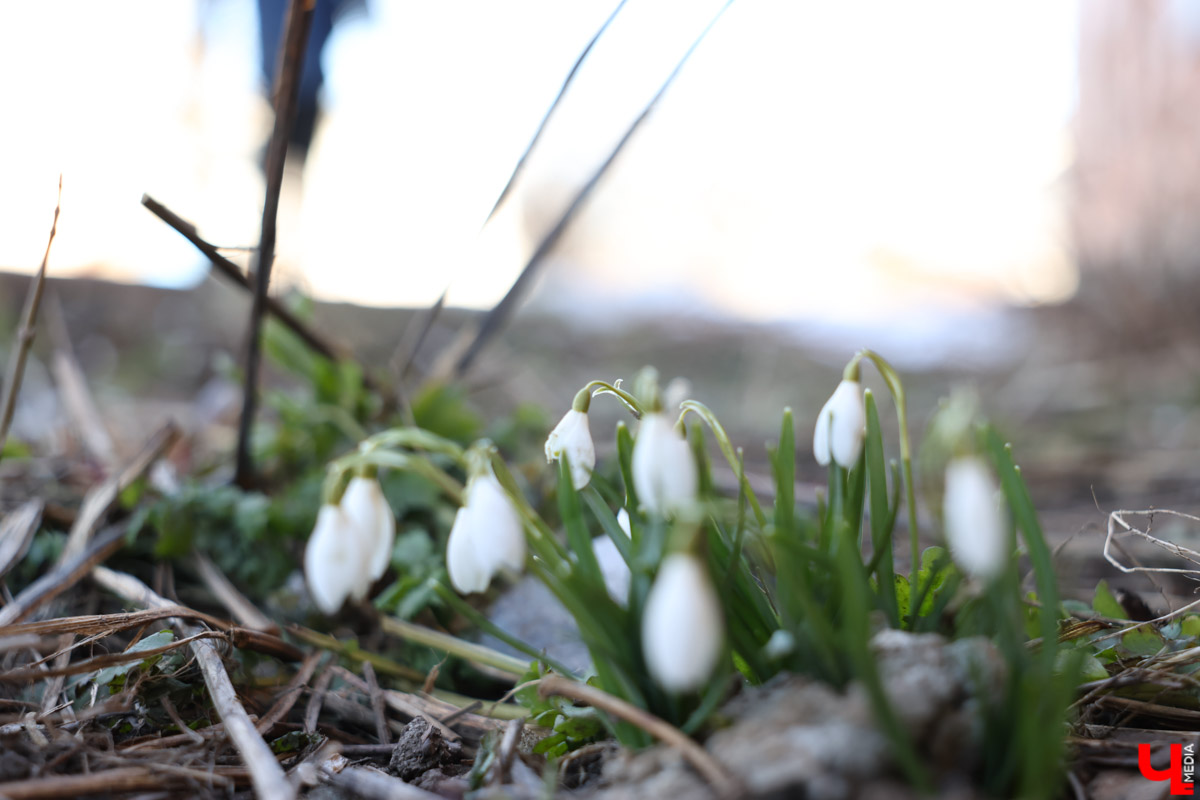 Во Владимире наконец-то распустились подснежники. Нежные символы теплого времени года смело выглядывают на фоне сугробов. На солнечной стороне улиц уже можно встретить отдельные первоцветы, а где-то глаз радует настоящая сказочная полянка. «Ключ-Медиа» собрал самые красивые кадры «молочных цветов».