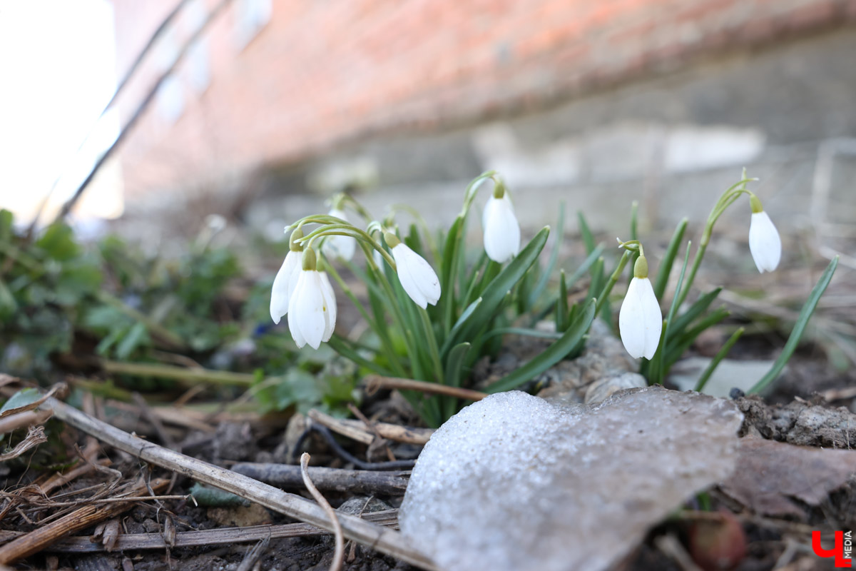 Во Владимире наконец-то распустились подснежники. Нежные символы теплого времени года смело выглядывают на фоне сугробов. На солнечной стороне улиц уже можно встретить отдельные первоцветы, а где-то глаз радует настоящая сказочная полянка. «Ключ-Медиа» собрал самые красивые кадры «молочных цветов».