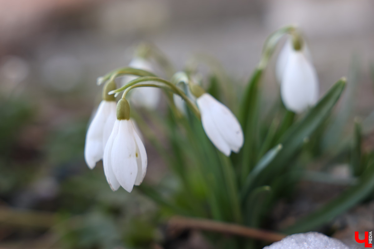 Во Владимире наконец-то распустились подснежники. Нежные символы теплого времени года смело выглядывают на фоне сугробов. На солнечной стороне улиц уже можно встретить отдельные первоцветы, а где-то глаз радует настоящая сказочная полянка. «Ключ-Медиа» собрал самые красивые кадры «молочных цветов».