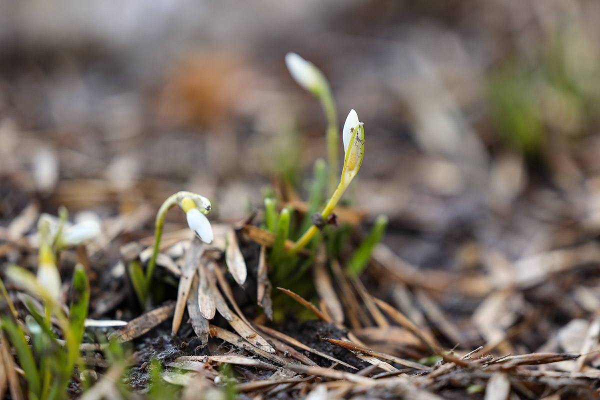 Во Владимире наконец-то распустились подснежники. Нежные символы теплого времени года смело выглядывают на фоне сугробов. На солнечной стороне улиц уже можно встретить отдельные первоцветы, а где-то глаз радует настоящая сказочная полянка. «Ключ-Медиа» собрал самые красивые кадры «молочных цветов».