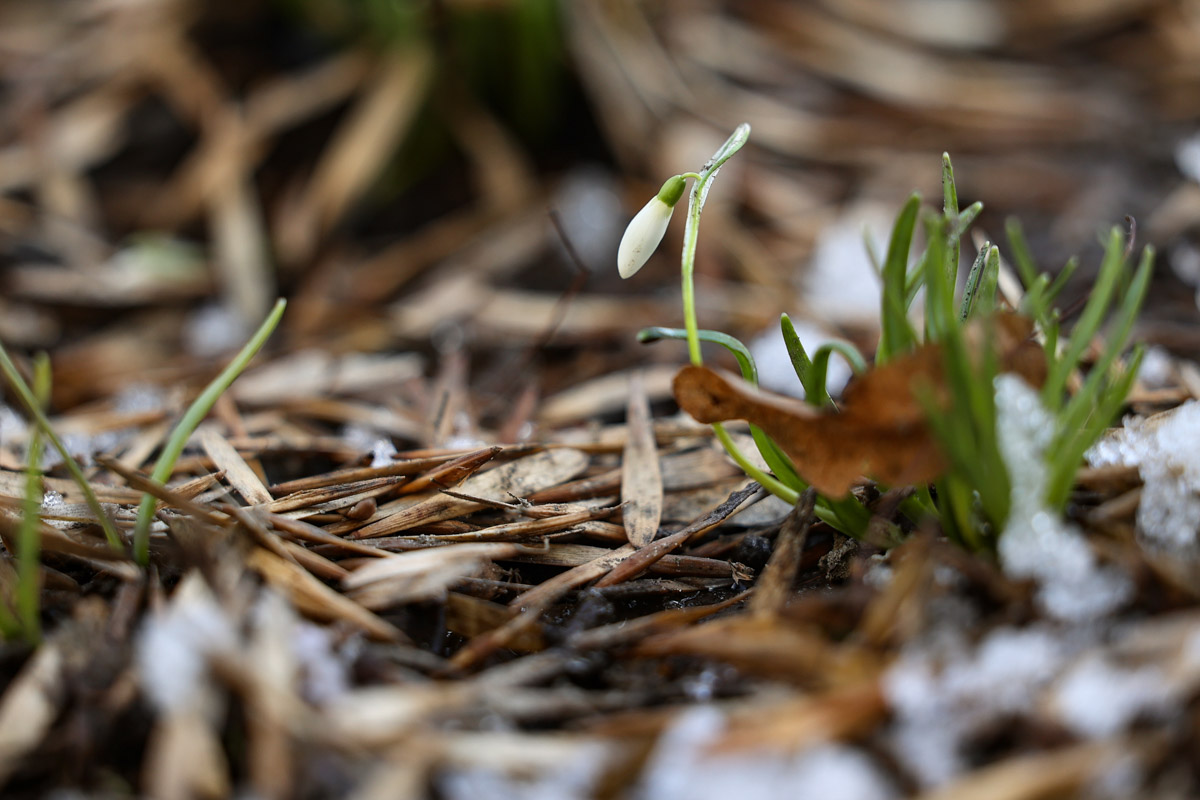 Во Владимире наконец-то распустились подснежники. Нежные символы теплого времени года смело выглядывают на фоне сугробов. На солнечной стороне улиц уже можно встретить отдельные первоцветы, а где-то глаз радует настоящая сказочная полянка. «Ключ-Медиа» собрал самые красивые кадры «молочных цветов».