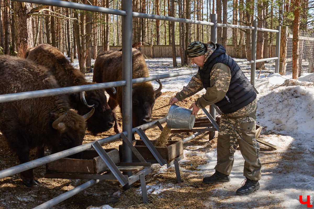 Популяция владимирских зубров разменяла три сотни! Большая часть краснокнижных великанов обитает на территории области, но есть наши животные и в заповеднике Мордовии. «Ключ-Медиа» отправился в Гусь-Хрустальный район, чтобы не только полюбоваться дикими быками, но и узнать, сколько рогатых млекопитающих рода бизонов вышли за пределы охраняемых территорий и теперь свободно гуляют по лесам 33-го региона.