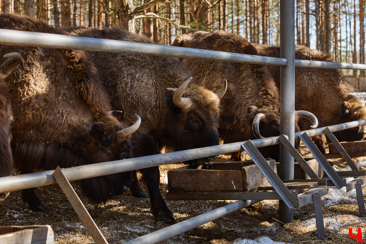 Популяция владимирских зубров разменяла три сотни! Большая часть краснокнижных великанов обитает на территории области, но есть наши животные и в заповеднике Мордовии. «Ключ-Медиа» отправился в Гусь-Хрустальный район, чтобы не только полюбоваться дикими быками, но и узнать, сколько рогатых млекопитающих рода бизонов вышли за пределы охраняемых территорий и теперь свободно гуляют по лесам 33-го региона.