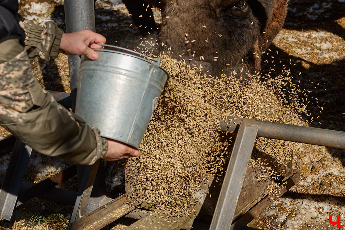 Популяция владимирских зубров разменяла три сотни! Большая часть краснокнижных великанов обитает на территории области, но есть наши животные и в заповеднике Мордовии. «Ключ-Медиа» отправился в Гусь-Хрустальный район, чтобы не только полюбоваться дикими быками, но и узнать, сколько рогатых млекопитающих рода бизонов вышли за пределы охраняемых территорий и теперь свободно гуляют по лесам 33-го региона.