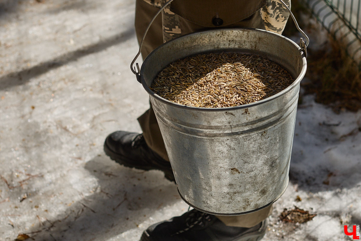 Популяция владимирских зубров разменяла три сотни! Большая часть краснокнижных великанов обитает на территории области, но есть наши животные и в заповеднике Мордовии. «Ключ-Медиа» отправился в Гусь-Хрустальный район, чтобы не только полюбоваться дикими быками, но и узнать, сколько рогатых млекопитающих рода бизонов вышли за пределы охраняемых территорий и теперь свободно гуляют по лесам 33-го региона.