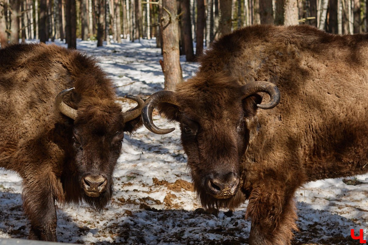 Популяция владимирских зубров разменяла три сотни! Большая часть краснокнижных великанов обитает на территории области, но есть наши животные и в заповеднике Мордовии. «Ключ-Медиа» отправился в Гусь-Хрустальный район, чтобы не только полюбоваться дикими быками, но и узнать, сколько рогатых млекопитающих рода бизонов вышли за пределы охраняемых территорий и теперь свободно гуляют по лесам 33-го региона.
