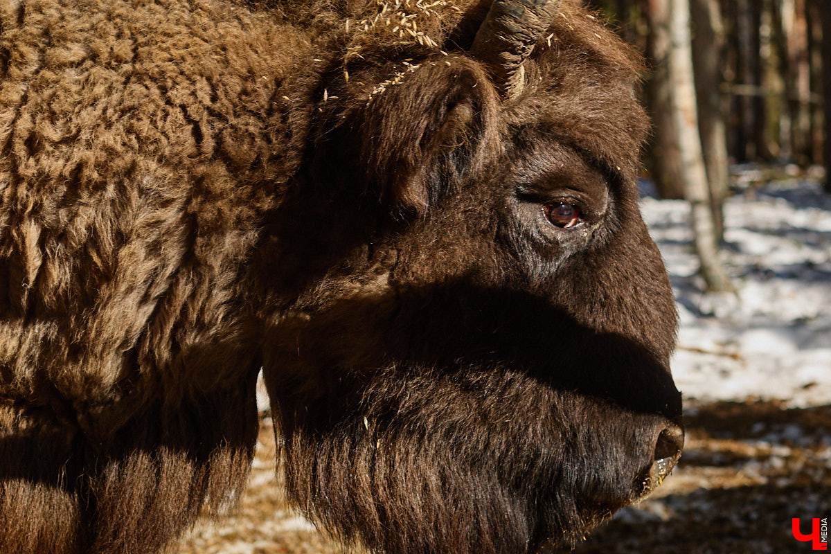 Популяция владимирских зубров разменяла три сотни! Большая часть краснокнижных великанов обитает на территории области, но есть наши животные и в заповеднике Мордовии. «Ключ-Медиа» отправился в Гусь-Хрустальный район, чтобы не только полюбоваться дикими быками, но и узнать, сколько рогатых млекопитающих рода бизонов вышли за пределы охраняемых территорий и теперь свободно гуляют по лесам 33-го региона.