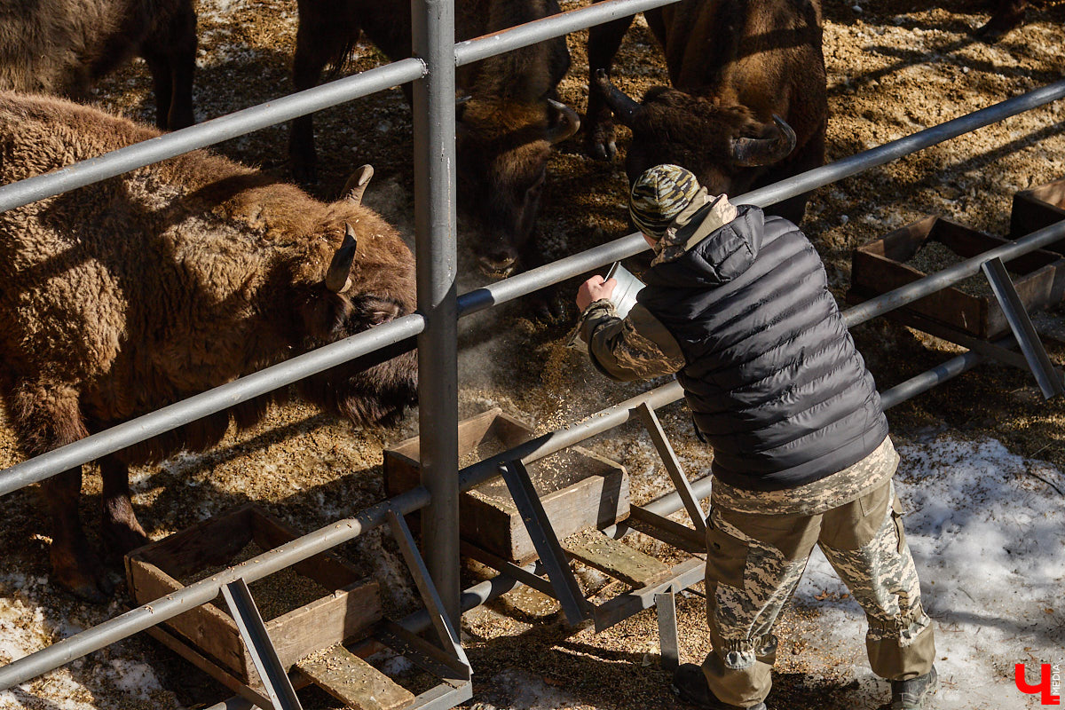 Популяция владимирских зубров разменяла три сотни! Большая часть краснокнижных великанов обитает на территории области, но есть наши животные и в заповеднике Мордовии. «Ключ-Медиа» отправился в Гусь-Хрустальный район, чтобы не только полюбоваться дикими быками, но и узнать, сколько рогатых млекопитающих рода бизонов вышли за пределы охраняемых территорий и теперь свободно гуляют по лесам 33-го региона.