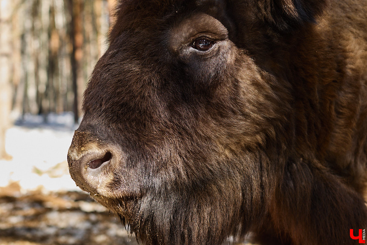 Популяция владимирских зубров разменяла три сотни! Большая часть краснокнижных великанов обитает на территории области, но есть наши животные и в заповеднике Мордовии. «Ключ-Медиа» отправился в Гусь-Хрустальный район, чтобы не только полюбоваться дикими быками, но и узнать, сколько рогатых млекопитающих рода бизонов вышли за пределы охраняемых территорий и теперь свободно гуляют по лесам 33-го региона.