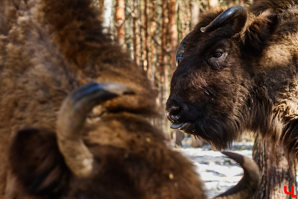 Популяция владимирских зубров разменяла три сотни! Большая часть краснокнижных великанов обитает на территории области, но есть наши животные и в заповеднике Мордовии. «Ключ-Медиа» отправился в Гусь-Хрустальный район, чтобы не только полюбоваться дикими быками, но и узнать, сколько рогатых млекопитающих рода бизонов вышли за пределы охраняемых территорий и теперь свободно гуляют по лесам 33-го региона.