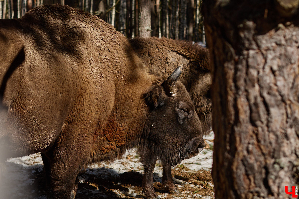 Популяция владимирских зубров разменяла три сотни! Большая часть краснокнижных великанов обитает на территории области, но есть наши животные и в заповеднике Мордовии. «Ключ-Медиа» отправился в Гусь-Хрустальный район, чтобы не только полюбоваться дикими быками, но и узнать, сколько рогатых млекопитающих рода бизонов вышли за пределы охраняемых территорий и теперь свободно гуляют по лесам 33-го региона.