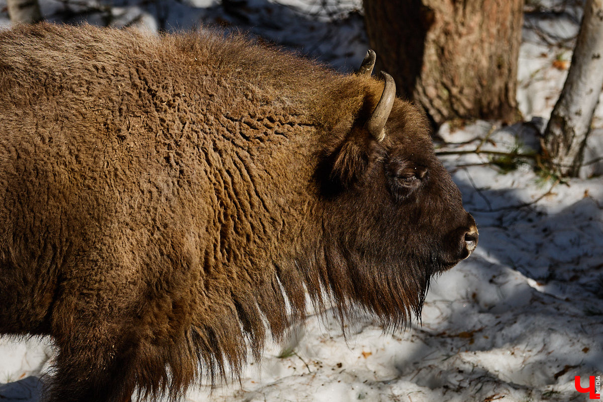Популяция владимирских зубров разменяла три сотни! Большая часть краснокнижных великанов обитает на территории области, но есть наши животные и в заповеднике Мордовии. «Ключ-Медиа» отправился в Гусь-Хрустальный район, чтобы не только полюбоваться дикими быками, но и узнать, сколько рогатых млекопитающих рода бизонов вышли за пределы охраняемых территорий и теперь свободно гуляют по лесам 33-го региона.