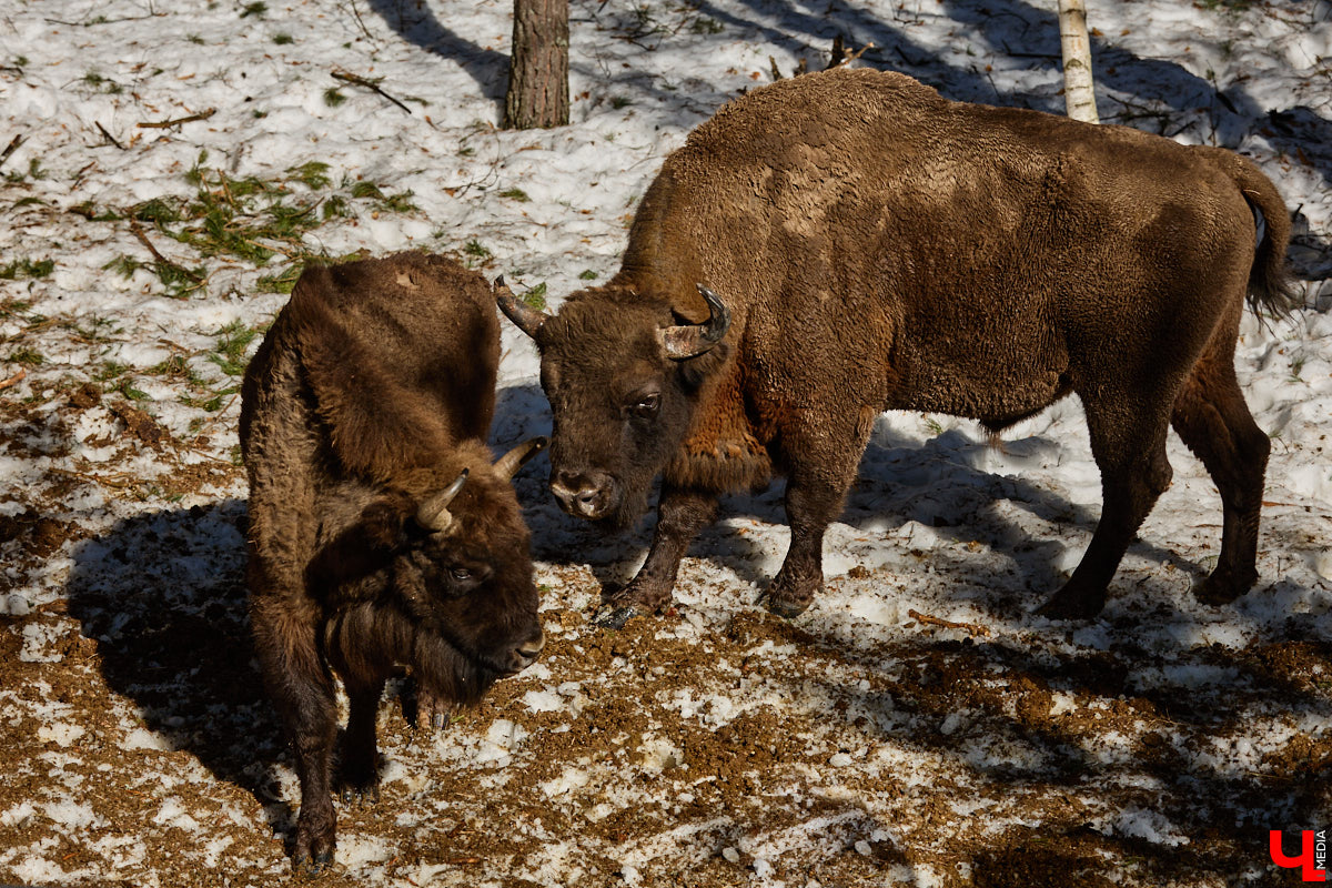 Популяция владимирских зубров разменяла три сотни! Большая часть краснокнижных великанов обитает на территории области, но есть наши животные и в заповеднике Мордовии. «Ключ-Медиа» отправился в Гусь-Хрустальный район, чтобы не только полюбоваться дикими быками, но и узнать, сколько рогатых млекопитающих рода бизонов вышли за пределы охраняемых территорий и теперь свободно гуляют по лесам 33-го региона.