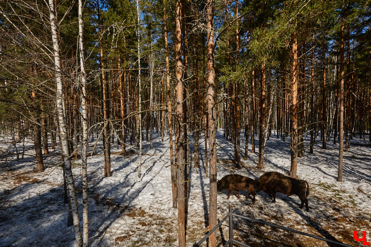 Популяция владимирских зубров разменяла три сотни! Большая часть краснокнижных великанов обитает на территории области, но есть наши животные и в заповеднике Мордовии. «Ключ-Медиа» отправился в Гусь-Хрустальный район, чтобы не только полюбоваться дикими быками, но и узнать, сколько рогатых млекопитающих рода бизонов вышли за пределы охраняемых территорий и теперь свободно гуляют по лесам 33-го региона.