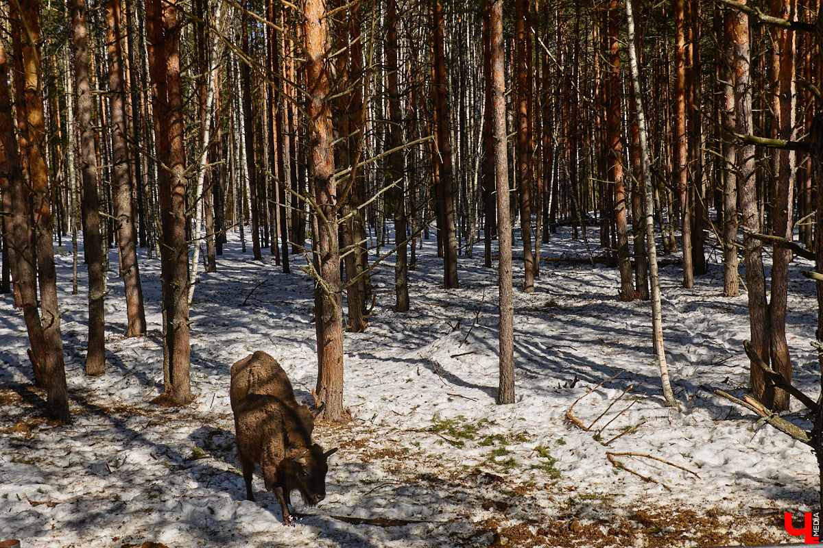 Популяция владимирских зубров разменяла три сотни! Большая часть краснокнижных великанов обитает на территории области, но есть наши животные и в заповеднике Мордовии. «Ключ-Медиа» отправился в Гусь-Хрустальный район, чтобы не только полюбоваться дикими быками, но и узнать, сколько рогатых млекопитающих рода бизонов вышли за пределы охраняемых территорий и теперь свободно гуляют по лесам 33-го региона.