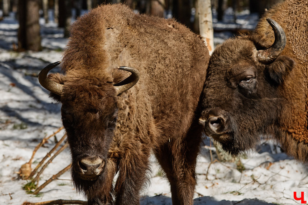 Популяция владимирских зубров разменяла три сотни! Большая часть краснокнижных великанов обитает на территории области, но есть наши животные и в заповеднике Мордовии. «Ключ-Медиа» отправился в Гусь-Хрустальный район, чтобы не только полюбоваться дикими быками, но и узнать, сколько рогатых млекопитающих рода бизонов вышли за пределы охраняемых территорий и теперь свободно гуляют по лесам 33-го региона.