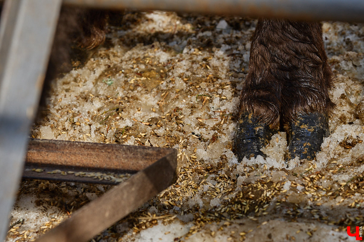 Популяция владимирских зубров разменяла три сотни! Большая часть краснокнижных великанов обитает на территории области, но есть наши животные и в заповеднике Мордовии. «Ключ-Медиа» отправился в Гусь-Хрустальный район, чтобы не только полюбоваться дикими быками, но и узнать, сколько рогатых млекопитающих рода бизонов вышли за пределы охраняемых территорий и теперь свободно гуляют по лесам 33-го региона.