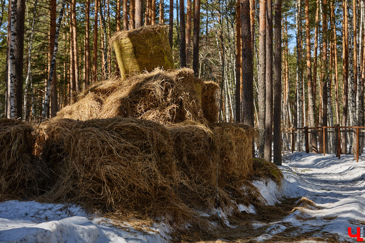 Популяция владимирских зубров разменяла три сотни! Большая часть краснокнижных великанов обитает на территории области, но есть наши животные и в заповеднике Мордовии. «Ключ-Медиа» отправился в Гусь-Хрустальный район, чтобы не только полюбоваться дикими быками, но и узнать, сколько рогатых млекопитающих рода бизонов вышли за пределы охраняемых территорий и теперь свободно гуляют по лесам 33-го региона.