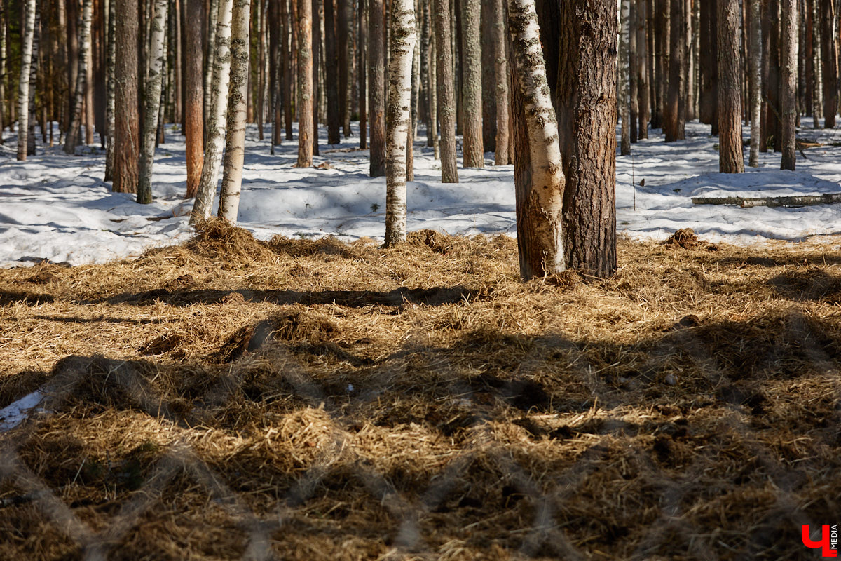 Популяция владимирских зубров разменяла три сотни! Большая часть краснокнижных великанов обитает на территории области, но есть наши животные и в заповеднике Мордовии. «Ключ-Медиа» отправился в Гусь-Хрустальный район, чтобы не только полюбоваться дикими быками, но и узнать, сколько рогатых млекопитающих рода бизонов вышли за пределы охраняемых территорий и теперь свободно гуляют по лесам 33-го региона.