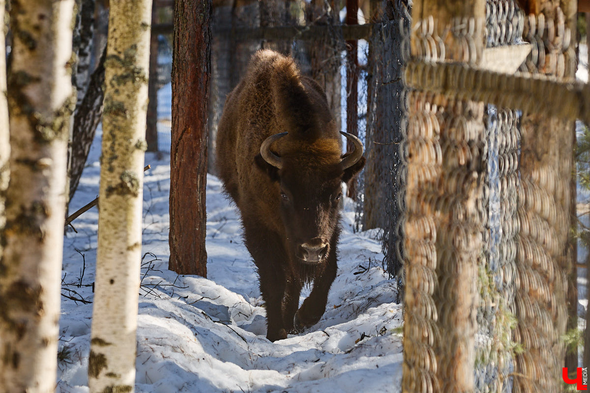 Популяция владимирских зубров разменяла три сотни! Большая часть краснокнижных великанов обитает на территории области, но есть наши животные и в заповеднике Мордовии. «Ключ-Медиа» отправился в Гусь-Хрустальный район, чтобы не только полюбоваться дикими быками, но и узнать, сколько рогатых млекопитающих рода бизонов вышли за пределы охраняемых территорий и теперь свободно гуляют по лесам 33-го региона.