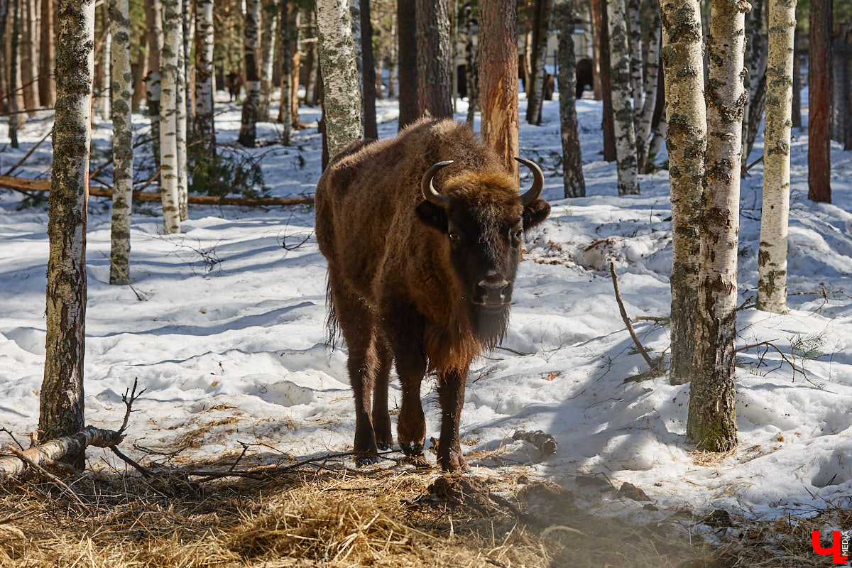 Популяция владимирских зубров разменяла три сотни! Большая часть краснокнижных великанов обитает на территории области, но есть наши животные и в заповеднике Мордовии. «Ключ-Медиа» отправился в Гусь-Хрустальный район, чтобы не только полюбоваться дикими быками, но и узнать, сколько рогатых млекопитающих рода бизонов вышли за пределы охраняемых территорий и теперь свободно гуляют по лесам 33-го региона.
