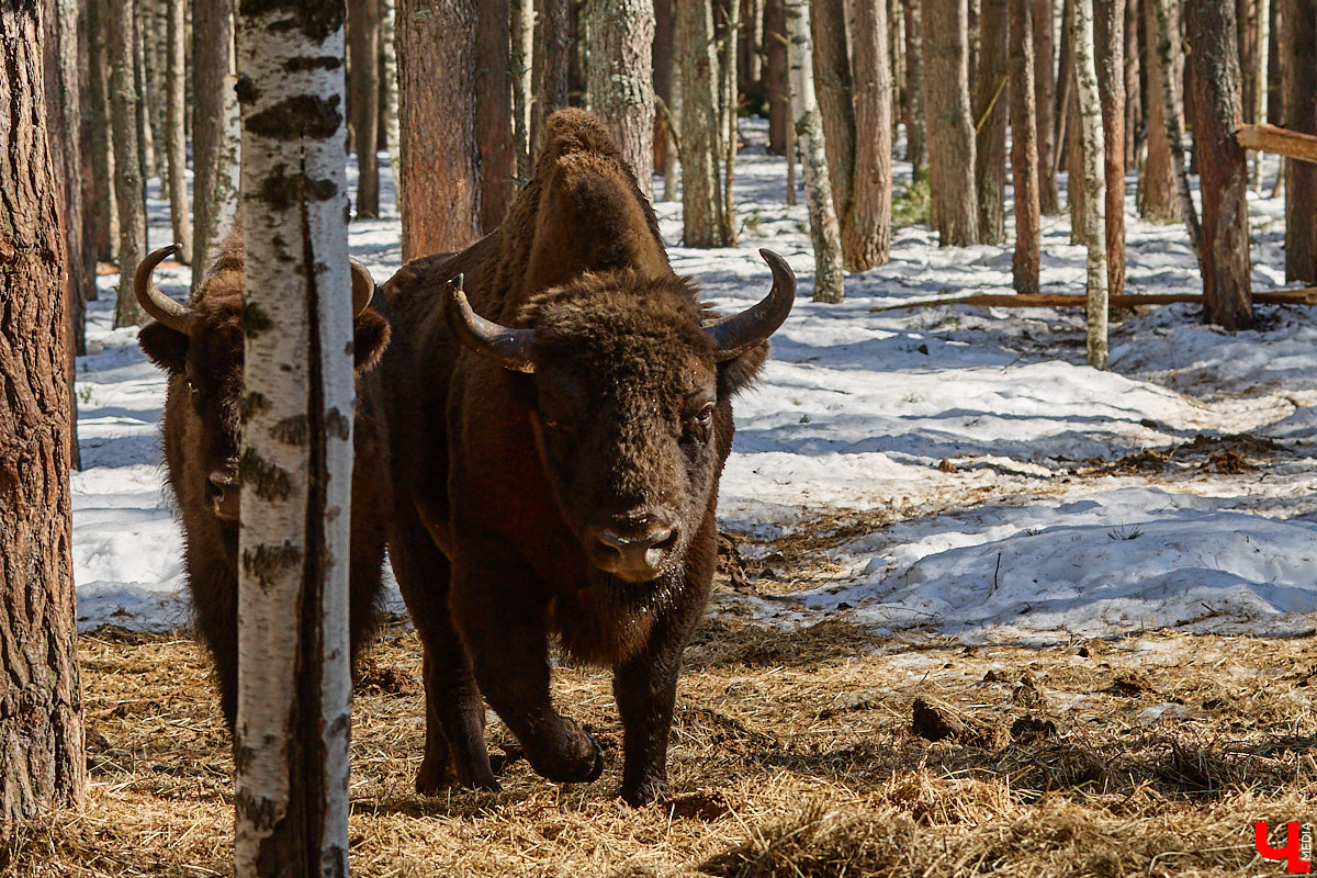Популяция владимирских зубров разменяла три сотни! Большая часть краснокнижных великанов обитает на территории области, но есть наши животные и в заповеднике Мордовии. «Ключ-Медиа» отправился в Гусь-Хрустальный район, чтобы не только полюбоваться дикими быками, но и узнать, сколько рогатых млекопитающих рода бизонов вышли за пределы охраняемых территорий и теперь свободно гуляют по лесам 33-го региона.