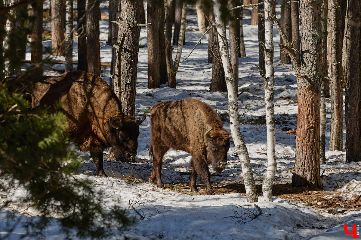 Популяция владимирских зубров разменяла три сотни! Большая часть краснокнижных великанов обитает на территории области, но есть наши животные и в заповеднике Мордовии. «Ключ-Медиа» отправился в Гусь-Хрустальный район, чтобы не только полюбоваться дикими быками, но и узнать, сколько рогатых млекопитающих рода бизонов вышли за пределы охраняемых территорий и теперь свободно гуляют по лесам 33-го региона.