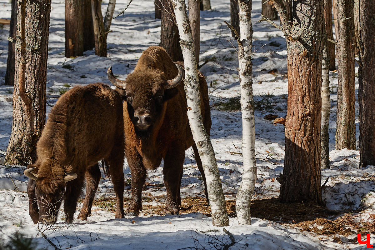 Популяция владимирских зубров разменяла три сотни! Большая часть краснокнижных великанов обитает на территории области, но есть наши животные и в заповеднике Мордовии. «Ключ-Медиа» отправился в Гусь-Хрустальный район, чтобы не только полюбоваться дикими быками, но и узнать, сколько рогатых млекопитающих рода бизонов вышли за пределы охраняемых территорий и теперь свободно гуляют по лесам 33-го региона.