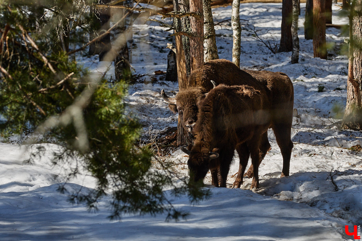 Популяция владимирских зубров разменяла три сотни! Большая часть краснокнижных великанов обитает на территории области, но есть наши животные и в заповеднике Мордовии. «Ключ-Медиа» отправился в Гусь-Хрустальный район, чтобы не только полюбоваться дикими быками, но и узнать, сколько рогатых млекопитающих рода бизонов вышли за пределы охраняемых территорий и теперь свободно гуляют по лесам 33-го региона.