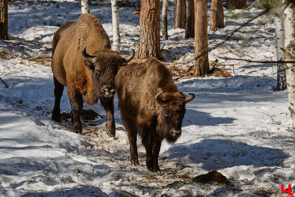 Популяция владимирских зубров разменяла три сотни! Большая часть краснокнижных великанов обитает на территории области, но есть наши животные и в заповеднике Мордовии. «Ключ-Медиа» отправился в Гусь-Хрустальный район, чтобы не только полюбоваться дикими быками, но и узнать, сколько рогатых млекопитающих рода бизонов вышли за пределы охраняемых территорий и теперь свободно гуляют по лесам 33-го региона.