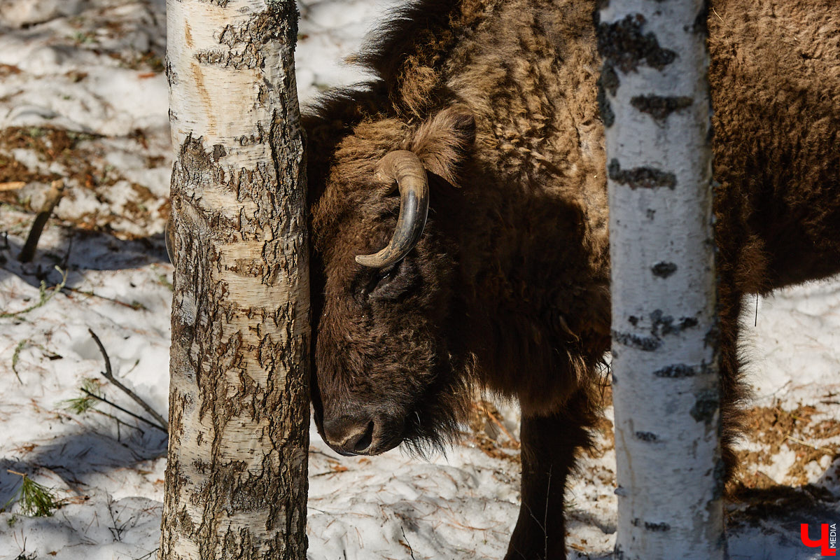 Популяция владимирских зубров разменяла три сотни! Большая часть краснокнижных великанов обитает на территории области, но есть наши животные и в заповеднике Мордовии. «Ключ-Медиа» отправился в Гусь-Хрустальный район, чтобы не только полюбоваться дикими быками, но и узнать, сколько рогатых млекопитающих рода бизонов вышли за пределы охраняемых территорий и теперь свободно гуляют по лесам 33-го региона.