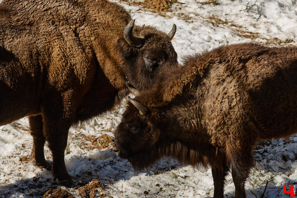 Популяция владимирских зубров разменяла три сотни! Большая часть краснокнижных великанов обитает на территории области, но есть наши животные и в заповеднике Мордовии. «Ключ-Медиа» отправился в Гусь-Хрустальный район, чтобы не только полюбоваться дикими быками, но и узнать, сколько рогатых млекопитающих рода бизонов вышли за пределы охраняемых территорий и теперь свободно гуляют по лесам 33-го региона.