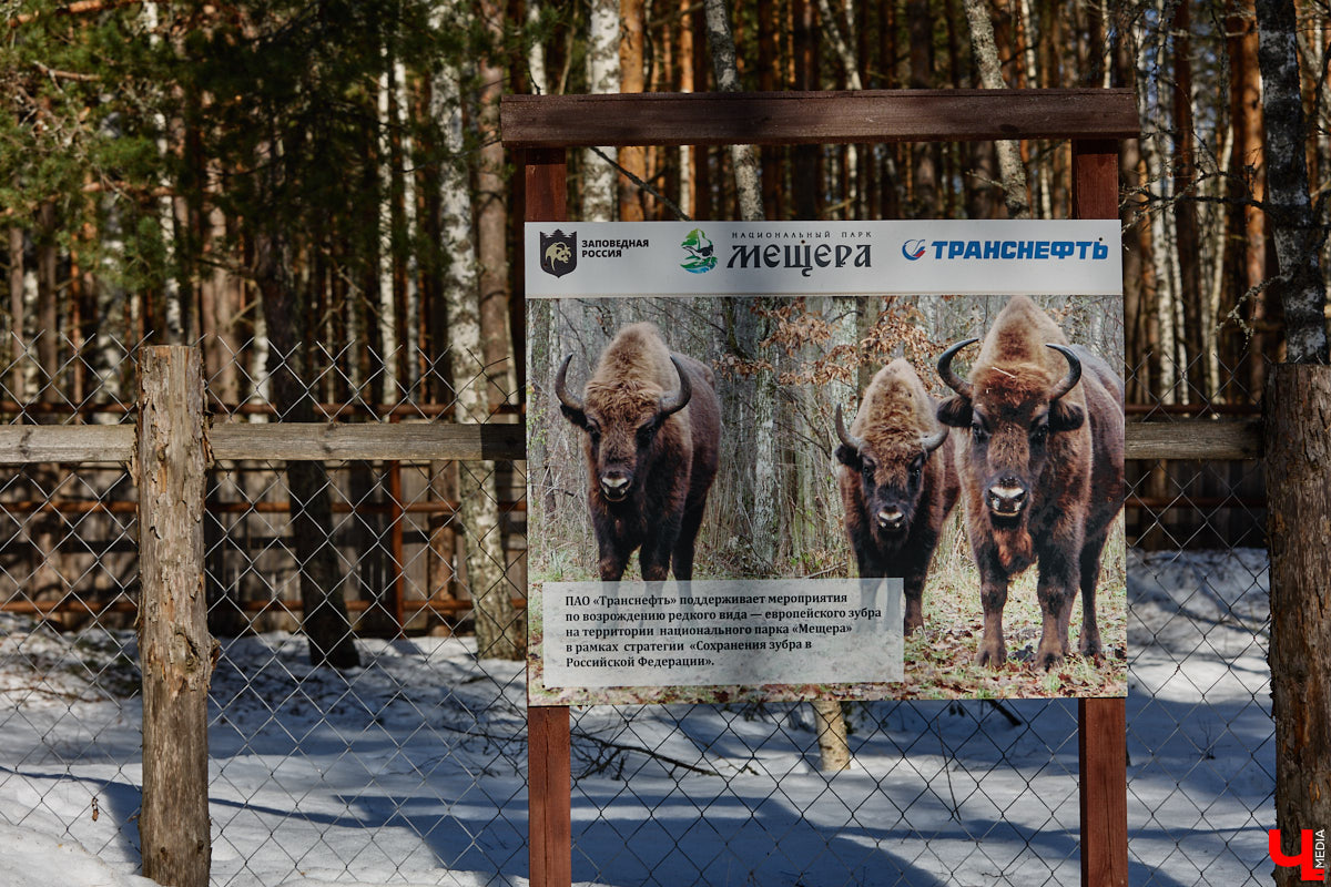 Популяция владимирских зубров разменяла три сотни! Большая часть краснокнижных великанов обитает на территории области, но есть наши животные и в заповеднике Мордовии. «Ключ-Медиа» отправился в Гусь-Хрустальный район, чтобы не только полюбоваться дикими быками, но и узнать, сколько рогатых млекопитающих рода бизонов вышли за пределы охраняемых территорий и теперь свободно гуляют по лесам 33-го региона.