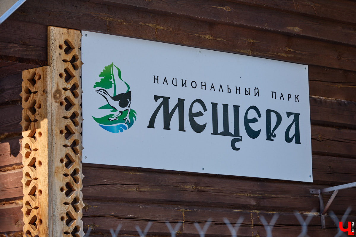 Популяция владимирских зубров разменяла три сотни! Большая часть краснокнижных великанов обитает на территории области, но есть наши животные и в заповеднике Мордовии. «Ключ-Медиа» отправился в Гусь-Хрустальный район, чтобы не только полюбоваться дикими быками, но и узнать, сколько рогатых млекопитающих рода бизонов вышли за пределы охраняемых территорий и теперь свободно гуляют по лесам 33-го региона.