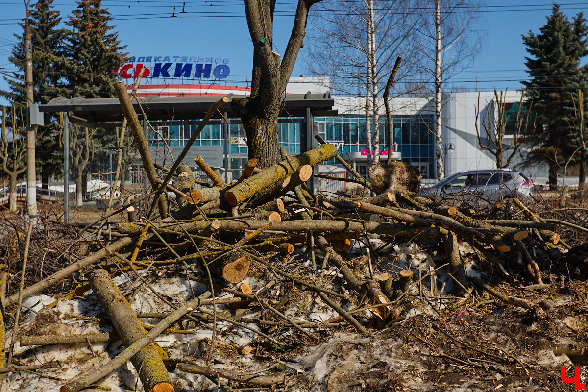 На земле груды спиленных веток, в воздухе висит терпкий смолистый дух, а вместо высоких и красивых деревьев – обрубленные пеньки. Во Владимире снова принялись омолаживать зеленый щит города. На этот раз звук бензопил раздавался по всему Суздальскому проспекту. Что не так с очередным актом благоустройства, «Ключ-Медиа» обсудил на месте с дендрологом Иваном Шматковым.