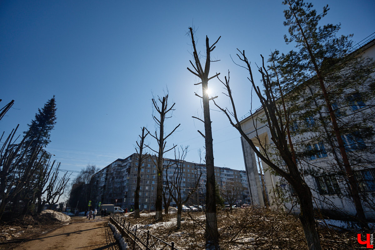 На земле груды спиленных веток, в воздухе висит терпкий смолистый дух, а вместо высоких и красивых деревьев – обрубленные пеньки. Во Владимире снова принялись омолаживать зеленый щит города. На этот раз звук бензопил раздавался по всему Суздальскому проспекту. Что не так с очередным актом благоустройства, «Ключ-Медиа» обсудил на месте с дендрологом Иваном Шматковым.