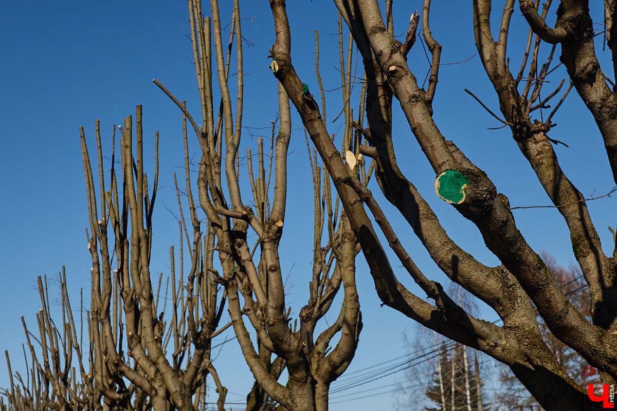 На земле груды спиленных веток, в воздухе висит терпкий смолистый дух, а вместо высоких и красивых деревьев – обрубленные пеньки. Во Владимире снова принялись омолаживать зеленый щит города. На этот раз звук бензопил раздавался по всему Суздальскому проспекту. Что не так с очередным актом благоустройства, «Ключ-Медиа» обсудил на месте с дендрологом Иваном Шматковым.