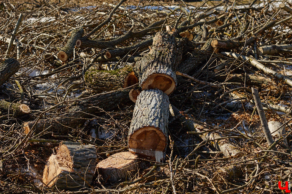 На земле груды спиленных веток, в воздухе висит терпкий смолистый дух, а вместо высоких и красивых деревьев – обрубленные пеньки. Во Владимире снова принялись омолаживать зеленый щит города. На этот раз звук бензопил раздавался по всему Суздальскому проспекту. Что не так с очередным актом благоустройства, «Ключ-Медиа» обсудил на месте с дендрологом Иваном Шматковым.