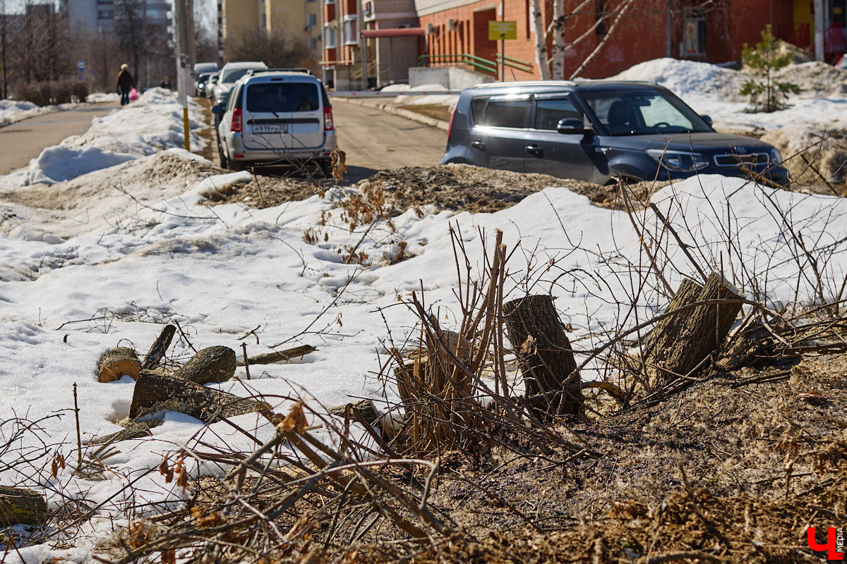 На земле груды спиленных веток, в воздухе висит терпкий смолистый дух, а вместо высоких и красивых деревьев – обрубленные пеньки. Во Владимире снова принялись омолаживать зеленый щит города. На этот раз звук бензопил раздавался по всему Суздальскому проспекту. Что не так с очередным актом благоустройства, «Ключ-Медиа» обсудил на месте с дендрологом Иваном Шматковым.
